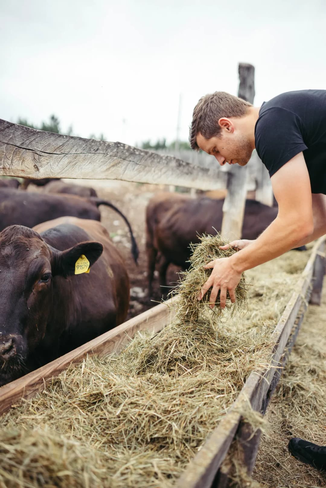 Wagyu Rinder werden gefüttert