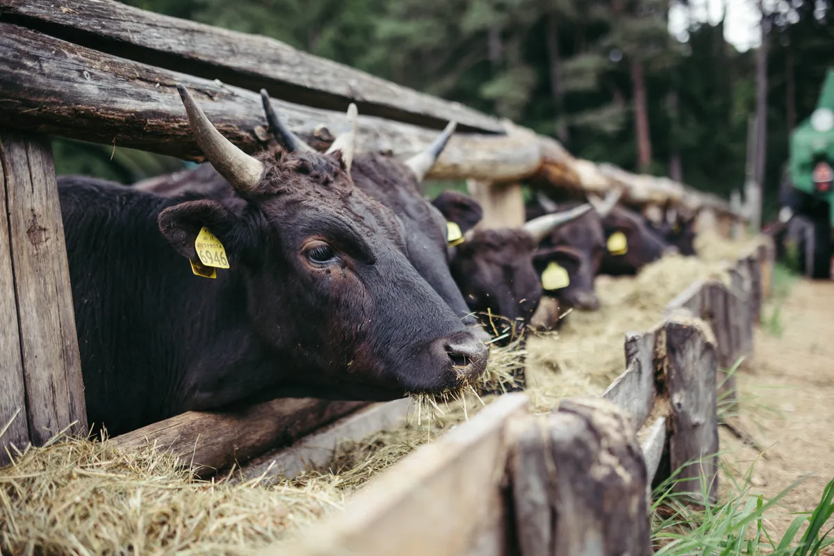 Wagyu Rinder